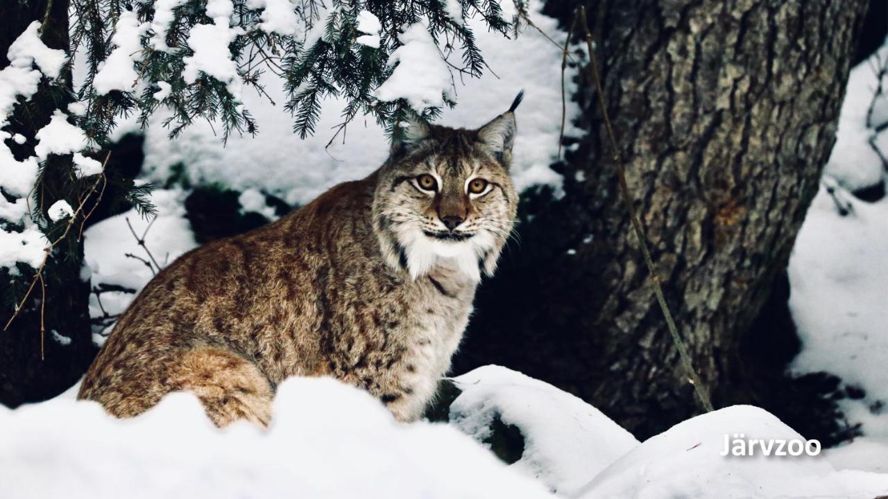 Nyrenoverat Boende I Vackra Järvsö Exterior foto